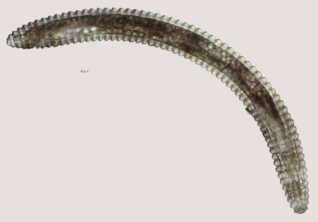 Image of <i>Lobocriconema incrassatum</i>