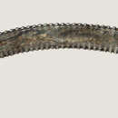 Image of Lobocriconema incrassatum