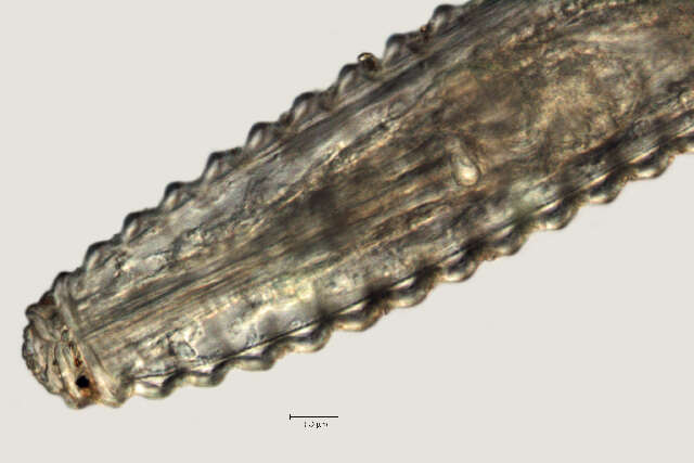 Image of Lobocriconema incrassatum