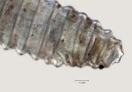 Image of Lobocriconema incrassatum
