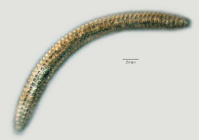 Image of Lobocriconema