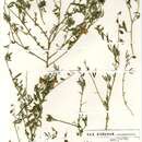 Слика од Crotalaria distans Benth.