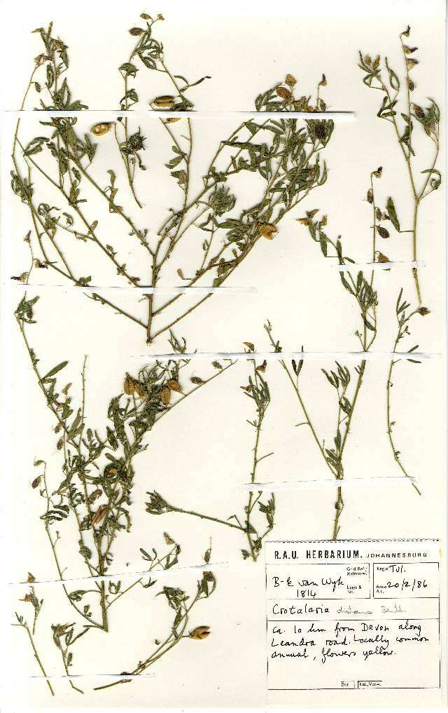 Image of Crotalaria distans Benth.