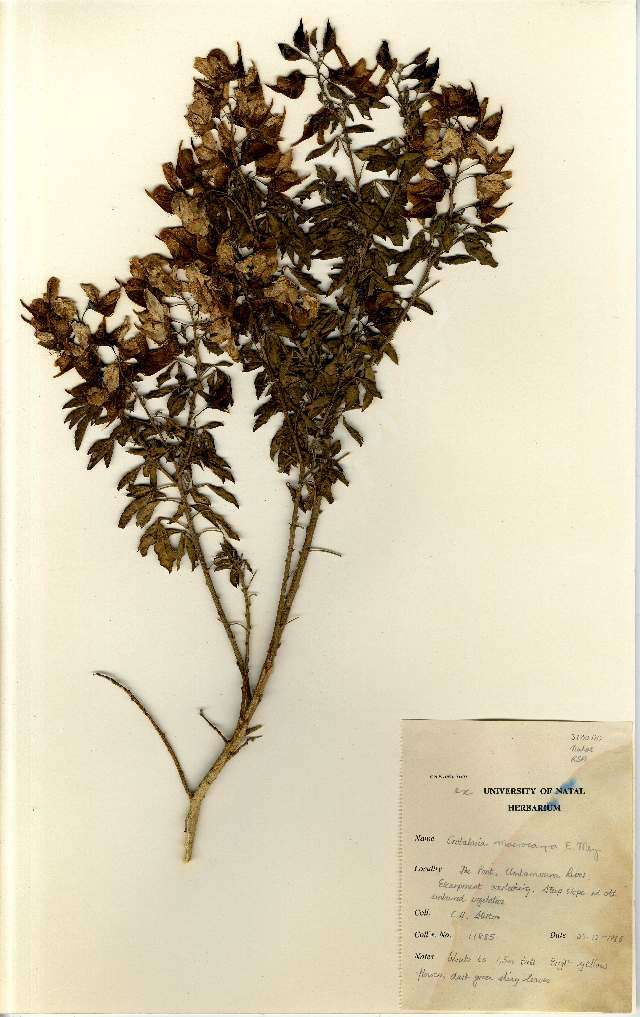 Image of Crotalaria macrocarpa E. Mey.