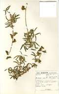 Image of Crotalaria burkeana Benth.