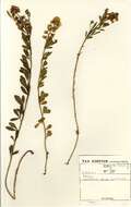 Image of Crotalaria dura J. M. Wood & M. S. Evans