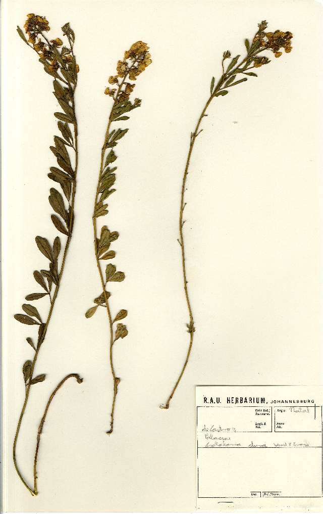 Image of Crotalaria dura J. M. Wood & M. S. Evans
