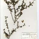 Image of <i>Crotalaria monteiroi</i> Taub. ex Baker fil. var. <i>galpinii</i> Burtt Davy ex I. Verd.