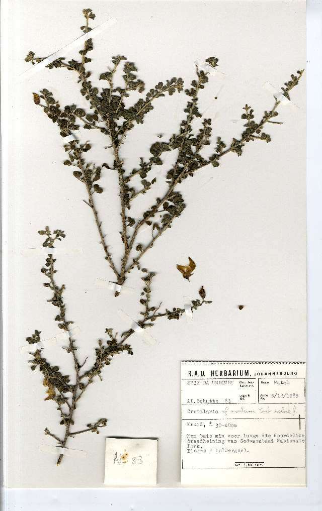 Image of <i>Crotalaria monteiroi</i> Taub. ex Baker fil. var. <i>galpinii</i> Burtt Davy ex I. Verd.