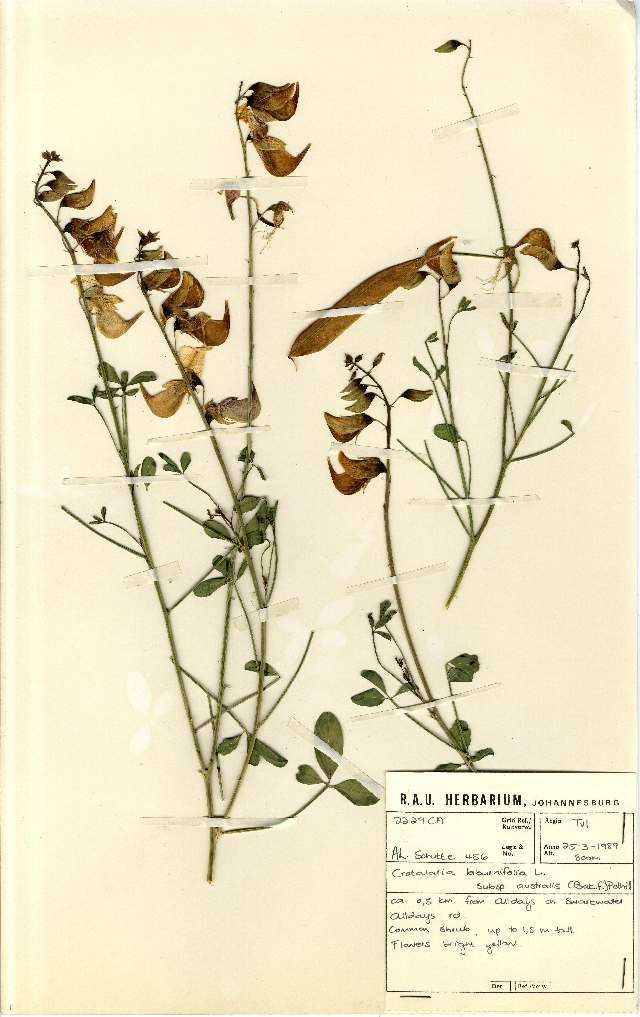 Image of Crotalaria laburnifolia subsp. australis