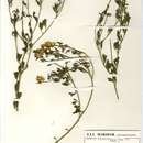 Image of Crotalaria brachycarpa (Benth.) Verd.