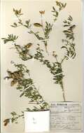Image of Crotalaria damarensis Engl.
