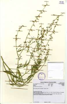 صورة Crotalaria heidmannii Schinz