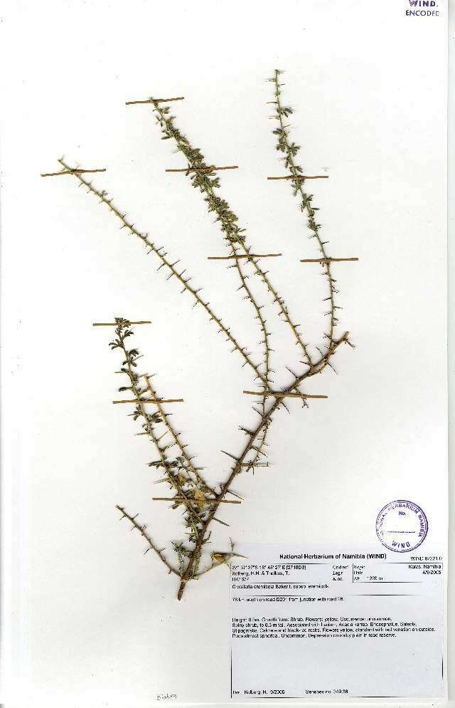 Image of Crotalaria eremicola Baker fil.