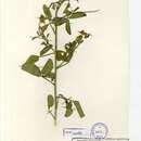 Image of Crotalaria flavicarinata Baker fil.