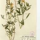 Image of Crotalaria aurea Baker fil.