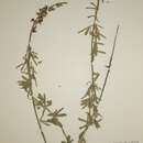 Слика од Crotalaria emarginata Benth.