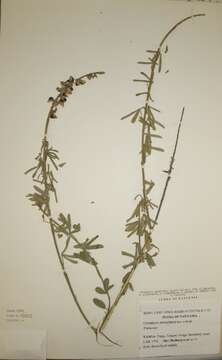 Crotalaria emarginata Benth. resmi