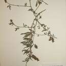 Image of Crotalaria abbreviata Baker fil.