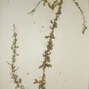 Image of Crotalaria aculeata De Wild.