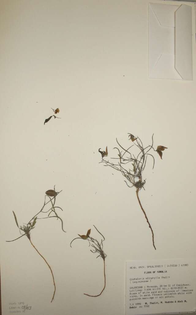 Слика од Crotalaria allophylla Thulin