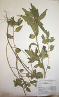 Image of Crotalaria anthyllopsis Baker