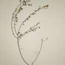 Image of Crotalaria argyrolobioides Baker