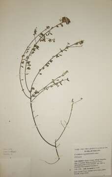 Image of Crotalaria argyrolobioides Baker