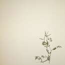Слика од Crotalaria boranica subsp. boranica