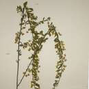 Image of Crotalaria capillipes Polhill