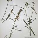 Image of Crotalaria chirindae Baker fil.