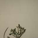 Image of Crotalaria chrysochlora Harms