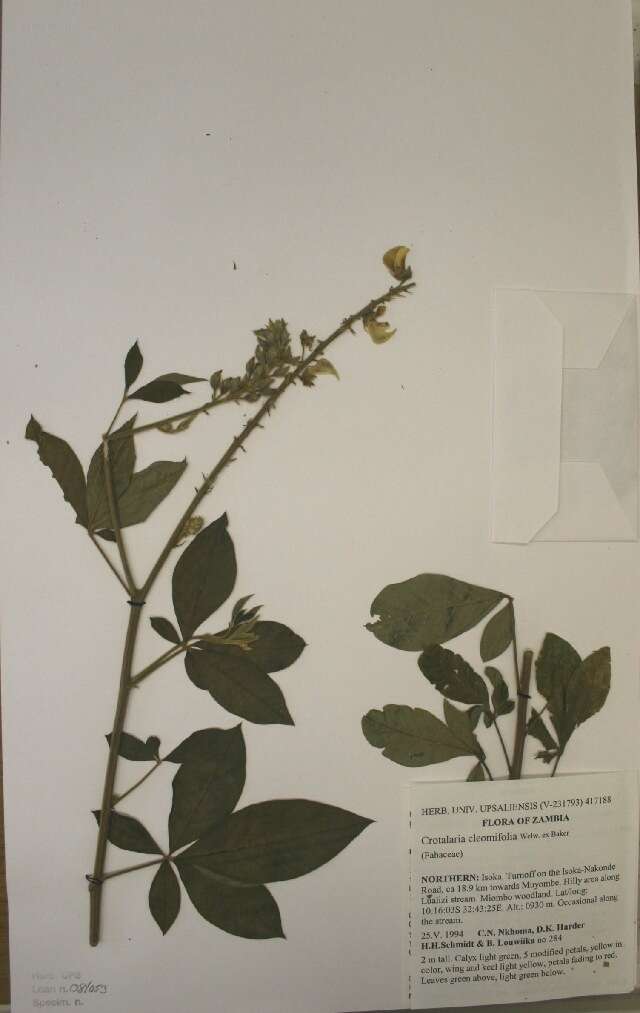 Image of Crotalaria cleomifolia Baker