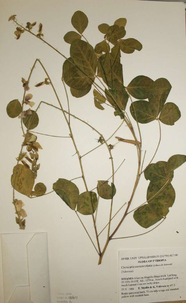 Image of Crotalaria comanestiana Volkens & Schweinf.