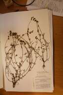Image of <i>Crotalaria brevidens</i> var. <i>parviflora</i>