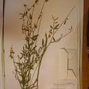 Image of Crotalaria deserticola Baker fil.