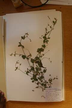 Image of Crotalaria distantiflora Baker fil.