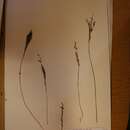 Image of Crotalaria filicaulis Baker