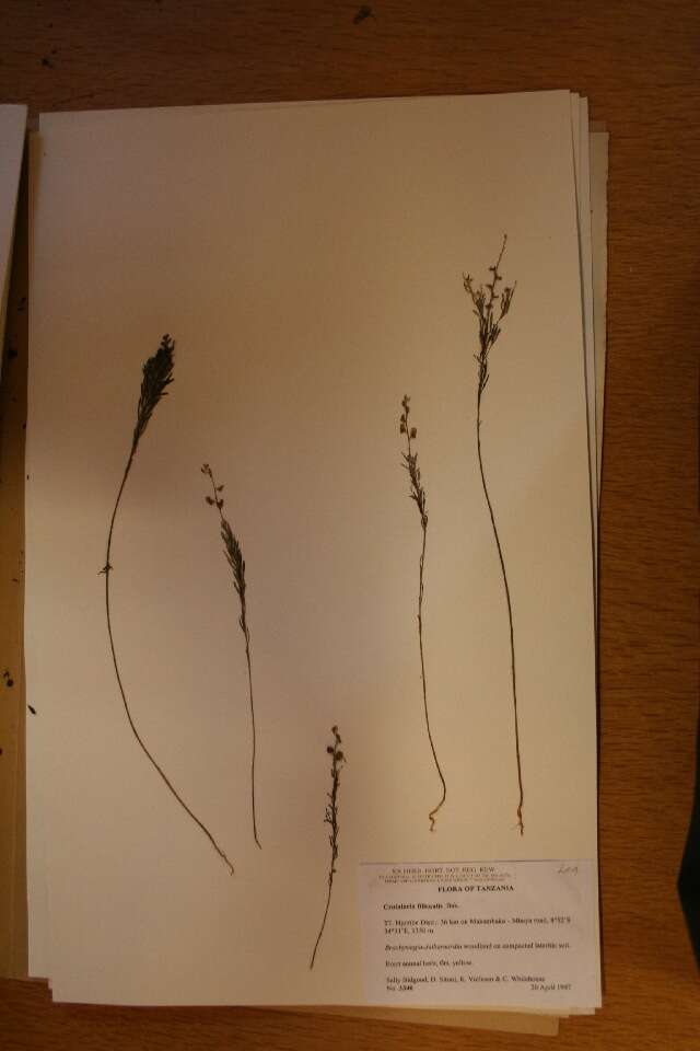 Sivun Crotalaria filicaulis Baker kuva