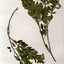 Image of Crotalaria goetzei Harms