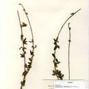 Sivun Crotalaria mesopontica Taub. kuva