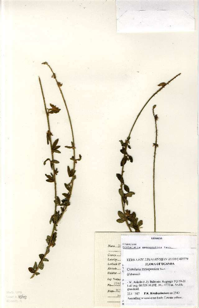 Image of Crotalaria mesopontica Taub.