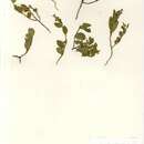 صورة Crotalaria iringana Harms