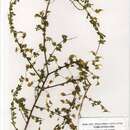 Image of Crotalaria oocarpa subsp. oocarpa