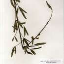 Image of Crotalaria muenzneri Baker fil.