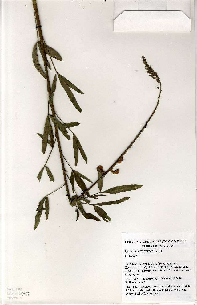 Image of Crotalaria muenzneri Baker fil.