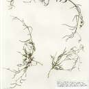 Слика од Crotalaria linearifoliolata Chiov.