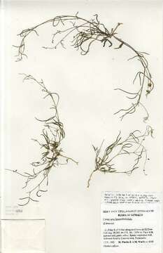 Слика од Crotalaria linearifoliolata Chiov.