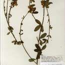 Image of Crotalaria hemsleyi Milne-Redh.