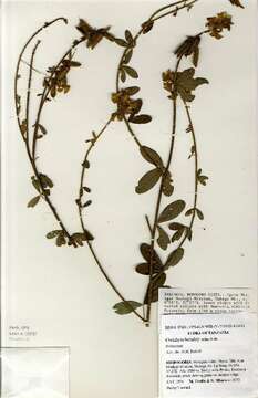 Image of Crotalaria hemsleyi Milne-Redh.